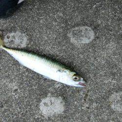 ライトワインドで小サバの乱舞