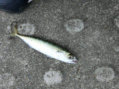 ライトワインドで小サバの乱舞