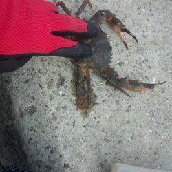 タコやっと釣れた