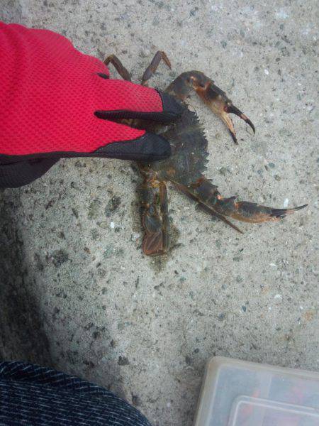 タコやっと釣れた