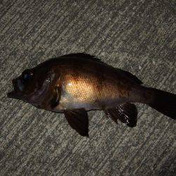 メバル好調キープ