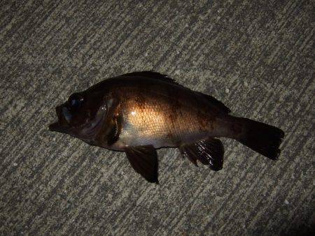 メバル好調キープ