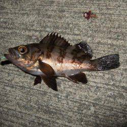 今日も短時間メバリング