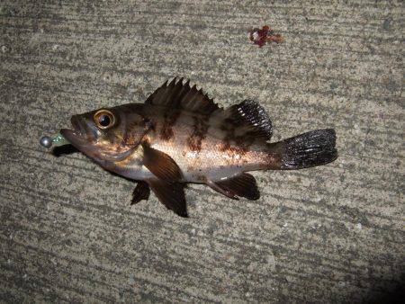 今日も短時間メバリング