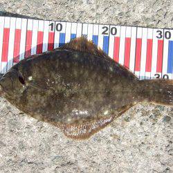 キスも釣れました。