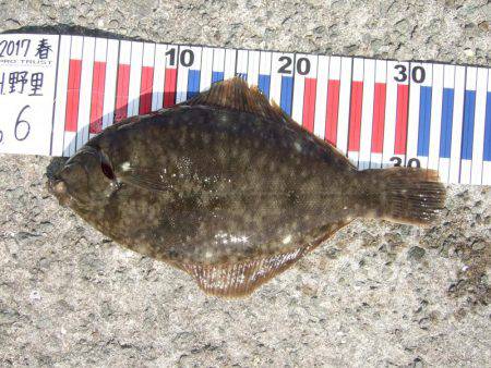 キスも釣れました。