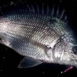 甲子園浜　シーバス×キビレ