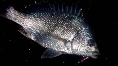 甲子園浜　シーバス×キビレ