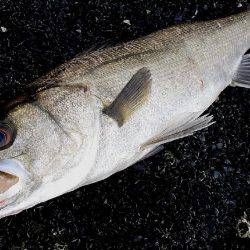 甲子園浜　デイゲーム　シーバス×チヌ