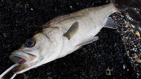 甲子園浜　デイゲーム　シーバス×チヌ