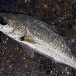 甲子園浜　デイゲーム　シーバス×キビレ