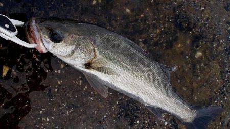 甲子園浜　デイゲーム　シーバス×キビレ