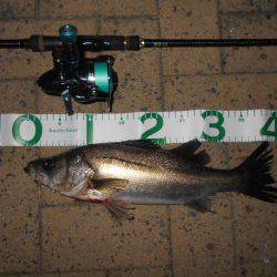 テクトロでヒット