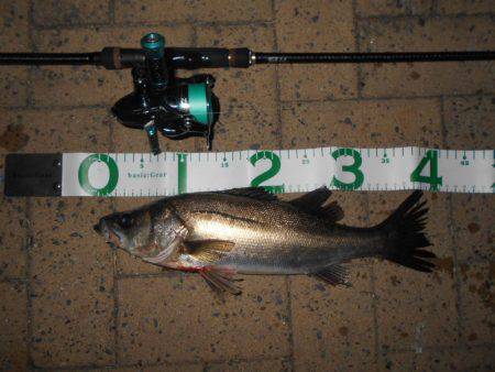 テクトロでヒット