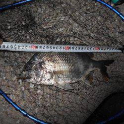 サクッとキビレ♪