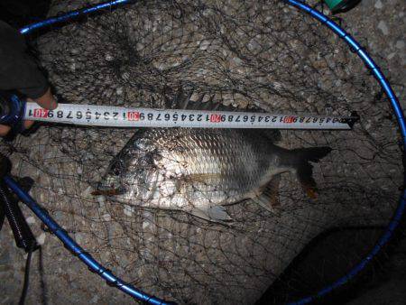 サクッとキビレ♪