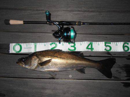 際打ちでシーバス♪