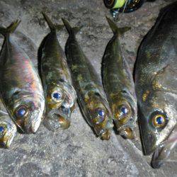 調子出てきました