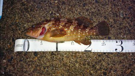 高級魚2種GETならず