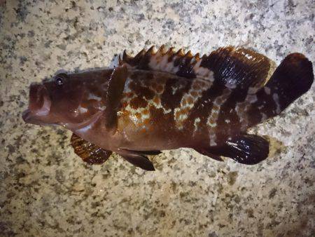 ガシラ&アコウ&グレ