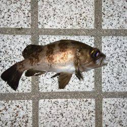 仕事が早く終わったので、ついつい。