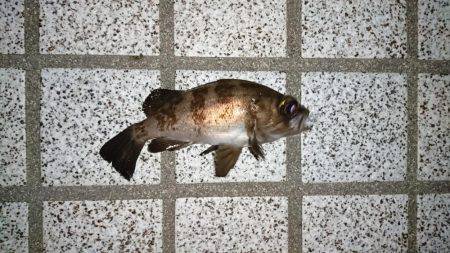 仕事が早く終わったので、ついつい。