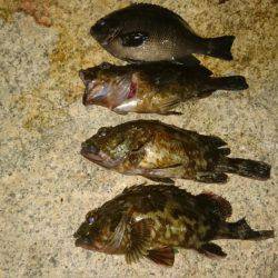 ガシラ&グレ虐待