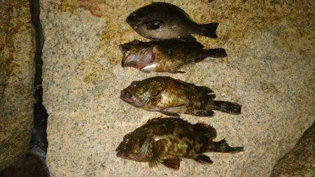 ガシラ&グレ虐待