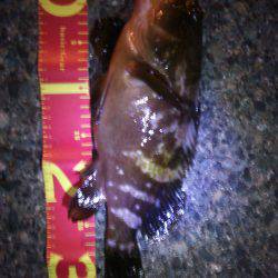 根魚パラダイス！