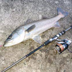 シーバス&ツバス