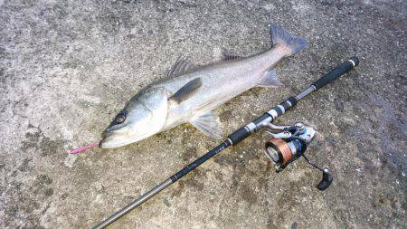 シーバス&ツバス