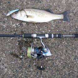 ツバス,シーバス入れ食い