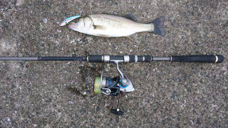 ツバス,シーバス入れ食い