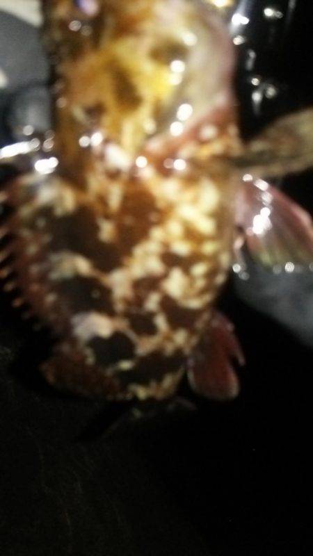 ライトゲーム!!