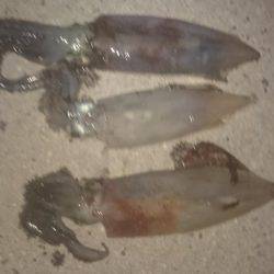 今シーズン初！