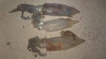 今シーズン初！