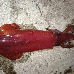 ケンサキエギング