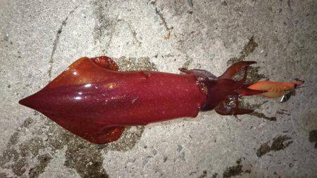 ケンサキエギング