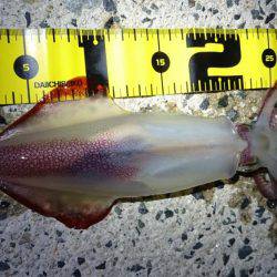 仕事終わりケンサキエギング