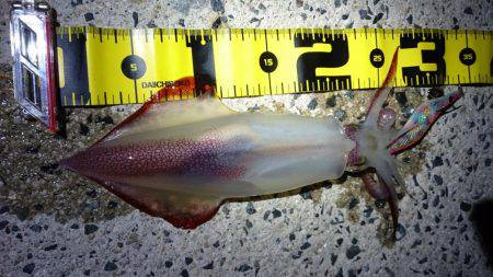 仕事終わりケンサキエギング