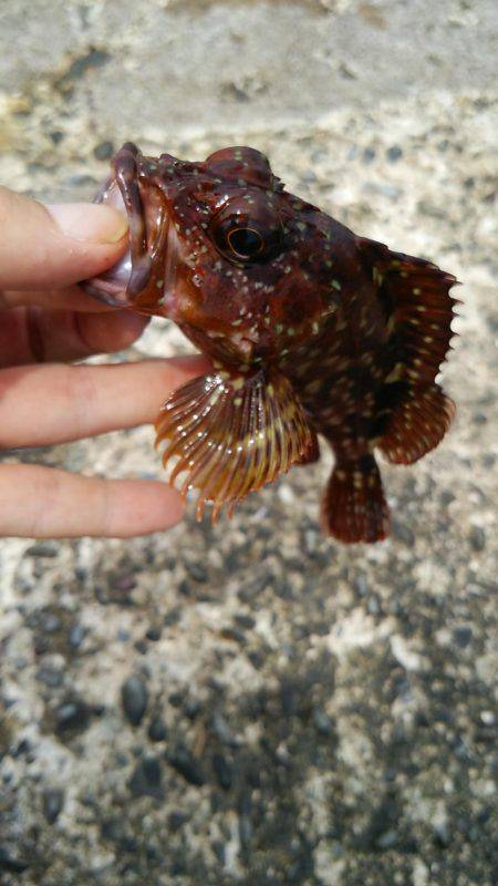 サバは回遊あるか!?