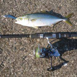 ツバス激釣&シーバス