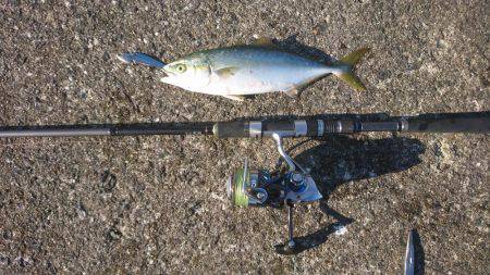 ツバス激釣&シーバス