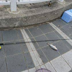 マリーナシティ釣果