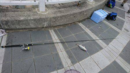 マリーナシティ釣果