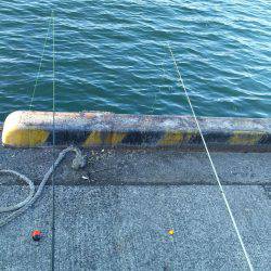 アジはまだいる？