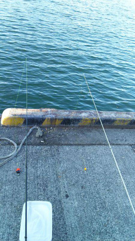 アジはまだいる？