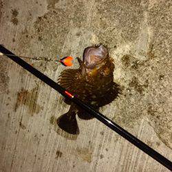 ガシラとオマケ