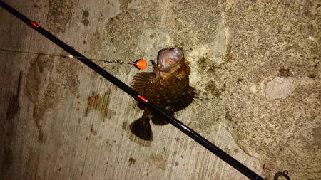 ガシラとオマケ