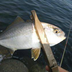 ちっこくても青物♪